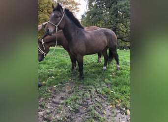 Freiberger, Caballo castrado, 3 años