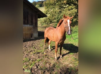 Freiberger, Caballo castrado, 3 años