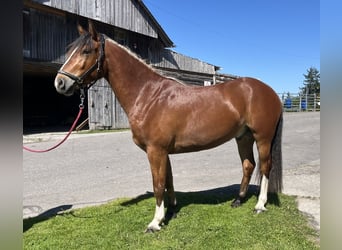 Freiberger, Caballo castrado, 3 años, Castaño