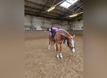 Freiberger, Caballo castrado, 4 años, 151 cm, Castaño