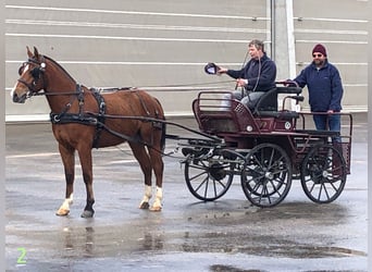 Freiberger, Caballo castrado, 4 años, 151 cm, Castaño