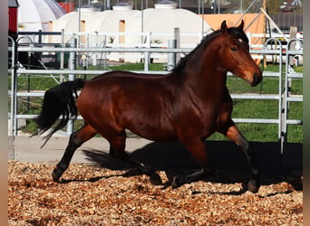 Freiberger, Caballo castrado, 4 años, 152 cm, Castaño