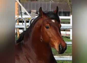 Freiberger, Caballo castrado, 4 años, 152 cm, Castaño