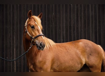 Freiberger, Caballo castrado, 4 años, 153 cm, Alazán