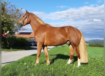 Freiberger, Caballo castrado, 4 años, 153 cm, Alazán