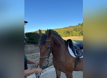Freiberger, Caballo castrado, 4 años, 153 cm, Castaño
