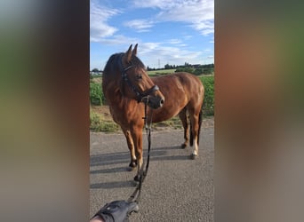 Freiberger, Caballo castrado, 4 años, 155 cm, Castaño