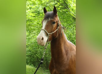 Freiberger, Caballo castrado, 4 años, 156 cm, Castaño oscuro