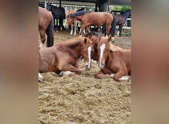 Freiberger, Caballo castrado, 4 años, 159 cm, Alazán