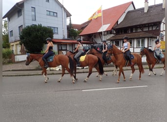 Freiberger, Caballo castrado, 4 años, 159 cm, Castaño