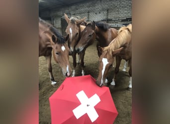 Freiberger, Caballo castrado, 4 años, 159 cm, Castaño