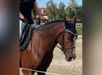 Freiberger, Caballo castrado, 4 años, 159 cm, Castaño oscuro