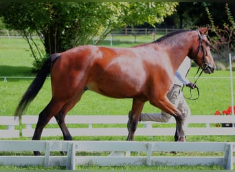 Freiberger, Caballo castrado, 4 años, 159 cm, Castaño oscuro