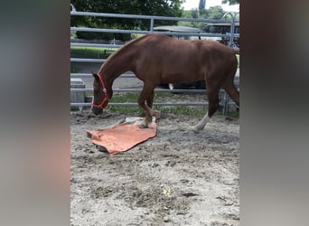 Freiberger, Caballo castrado, 4 años, 160 cm, Alazán