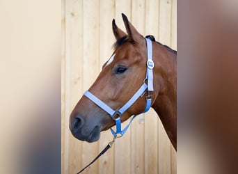 Freiberger, Caballo castrado, 4 años, 160 cm, Castaño