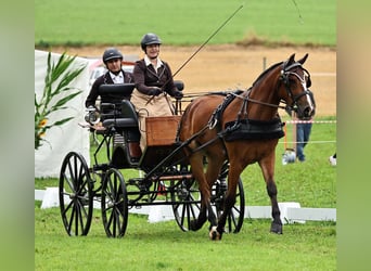 Freiberger, Caballo castrado, 4 años, 160 cm, Castaño oscuro