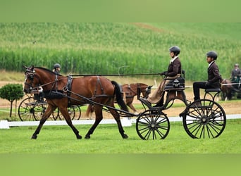 Freiberger, Caballo castrado, 4 años, 160 cm, Castaño oscuro