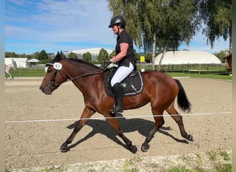 Freiberger, Caballo castrado, 4 años, 160 cm, Castaño oscuro