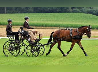 Freiberger, Caballo castrado, 4 años, 160 cm, Castaño oscuro