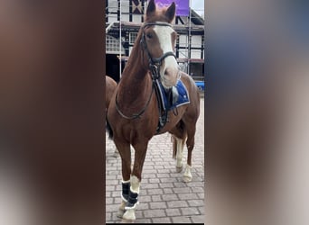 Freiberger, Caballo castrado, 4 años, 161 cm, Alazán