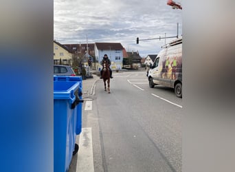 Freiberger, Caballo castrado, 4 años, 165 cm, Alazán-tostado