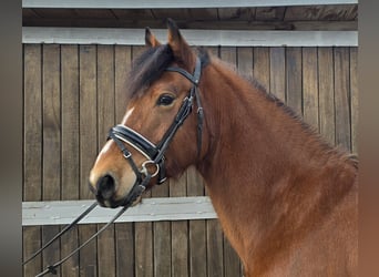 Freiberger, Caballo castrado, 5 años, 152 cm, Castaño