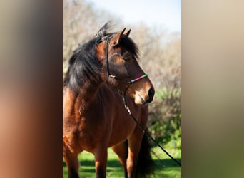 Freiberger, Caballo castrado, 5 años, 154 cm, Castaño