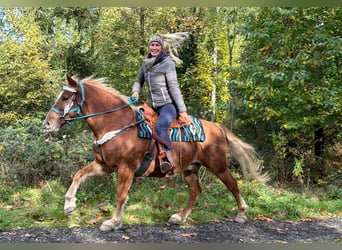 Freiberger, Caballo castrado, 5 años, 156 cm, Alazán