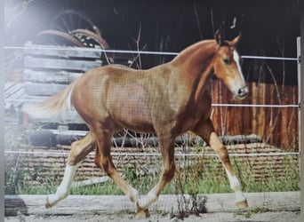 Freiberger, Caballo castrado, 5 años, 157 cm, Alazán