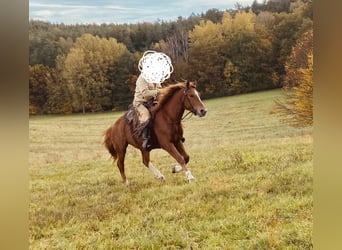 Freiberger, Caballo castrado, 5 años, 157 cm, Alazán
