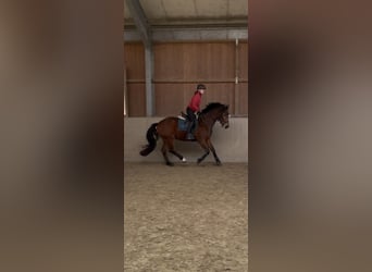 Freiberger, Caballo castrado, 5 años, 164 cm, Castaño