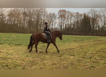 Freiberger, Caballo castrado, 5 años, 164 cm, Castaño