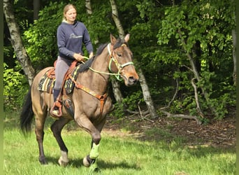 Freiberger, Caballo castrado, 5 años, 166 cm, Castaño