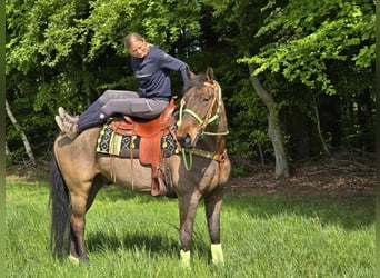 Freiberger, Caballo castrado, 5 años, 166 cm, Castaño