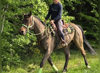 Freiberger, Caballo castrado, 5 años, 166 cm, Castaño