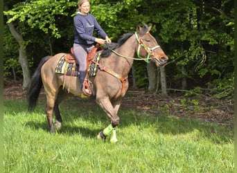 Freiberger, Caballo castrado, 5 años, 166 cm, Castaño