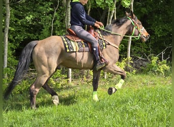 Freiberger, Caballo castrado, 5 años, 166 cm, Castaño