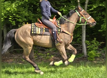 Freiberger, Caballo castrado, 5 años, 166 cm, Castaño