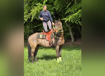 Freiberger, Caballo castrado, 5 años, 166 cm, Castaño
