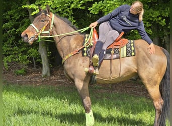 Freiberger, Caballo castrado, 5 años, 166 cm, Castaño