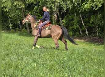 Freiberger, Caballo castrado, 5 años, 166 cm, Castaño