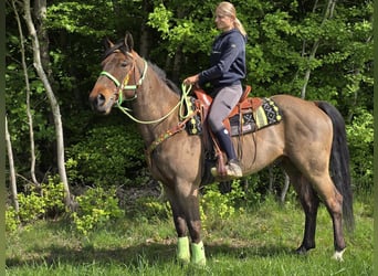 Freiberger, Caballo castrado, 5 años, 166 cm, Castaño