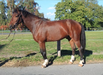 Freiberger, Caballo castrado, 6 años, 154 cm, Castaño