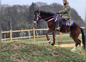 Freiberger Mestizo, Caballo castrado, 6 años, 155 cm, Castaño