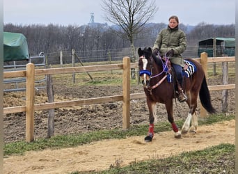 Freiberger Mestizo, Caballo castrado, 6 años, 155 cm, Castaño