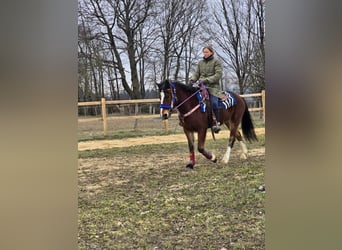 Freiberger Mestizo, Caballo castrado, 6 años, 155 cm, Castaño