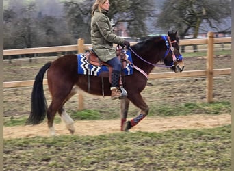 Freiberger Mestizo, Caballo castrado, 6 años, 155 cm, Castaño