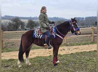 Freiberger Mestizo, Caballo castrado, 6 años, 155 cm, Castaño