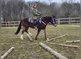 Freiberger Mestizo, Caballo castrado, 6 años, 155 cm, Castaño