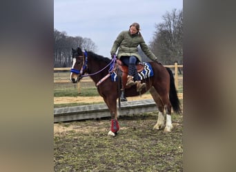 Freiberger Mestizo, Caballo castrado, 6 años, 155 cm, Castaño